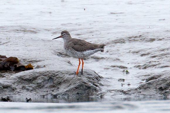 Common Redshank (Tringa totanus) also known as Redshank