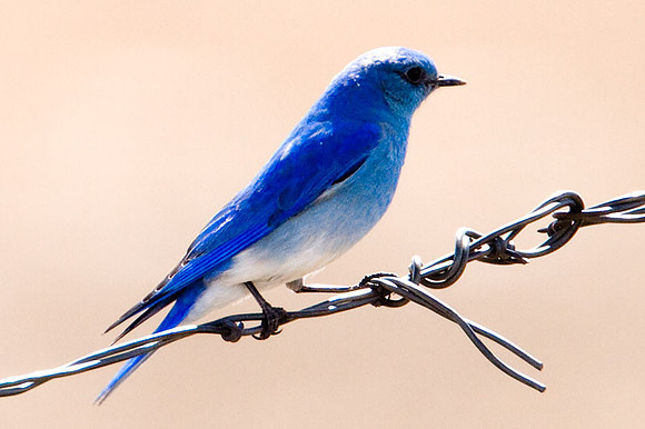 Mountain Bluebird (Sialia currucoides)