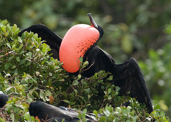 Magnificent Frigatebird (Fregata magnificens) male
