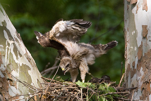 Red-shouldered Hawk (Buteo lineatus) juvenile