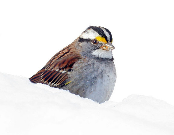 White-throated Sparrow (Zonotrichia albicollis)