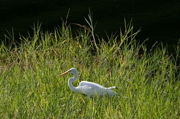 Great Egret (Ardea alba) also known as Great White Egret or Common Egret