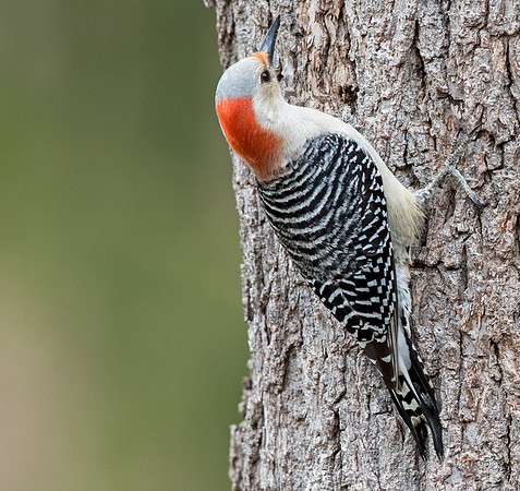 Red-bellied woodpecker (Melanerpes carolinus) Female