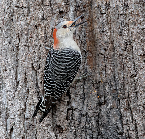 Red-bellied woodpecker (Melanerpes carolinus) Female