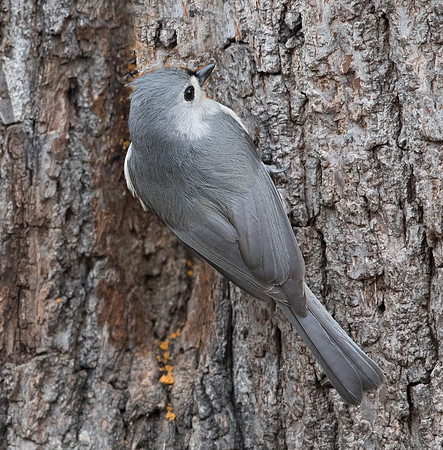 Tufted titmouse (Baeolophus bicolor)