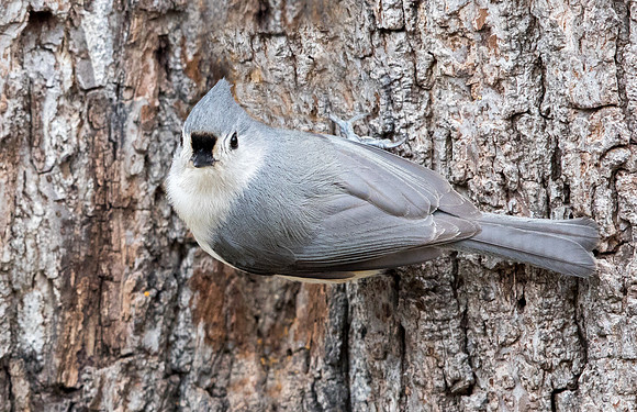 Tufted titmouse (Baeolophus bicolor)