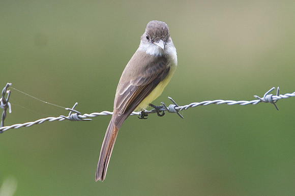 Dusky-capped Flycatcher (Myiarchus tuberculifer)