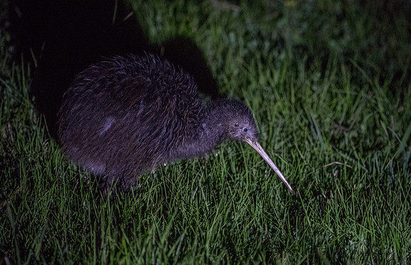 North Island brown kiwi  (Apteryx mantelli; Apteryx australis or Apteryx buller) Female
