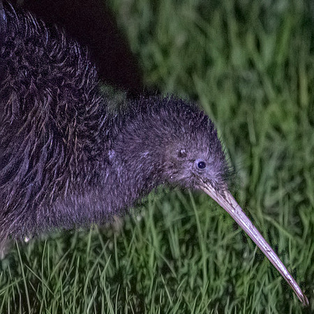 North Island brown kiwi  (Apteryx mantelli; Apteryx australis or Apteryx buller) Female