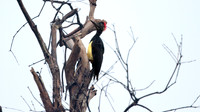 White-bellied Woodpecker (Dryocopus javensis)