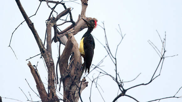 White-bellied Woodpecker (Dryocopus javensis)