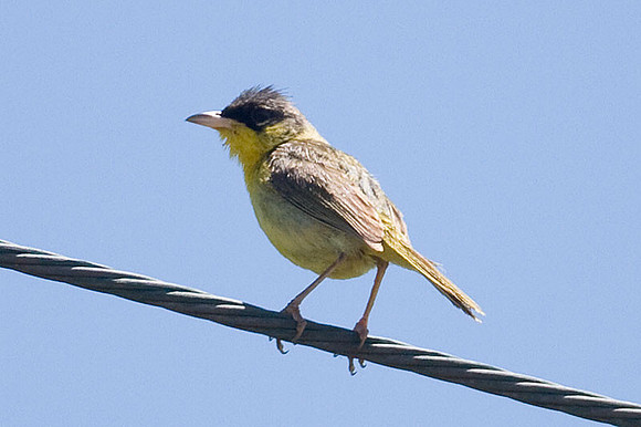 Gray-crowned Yellowthroat (Geothlypis poliocephala)