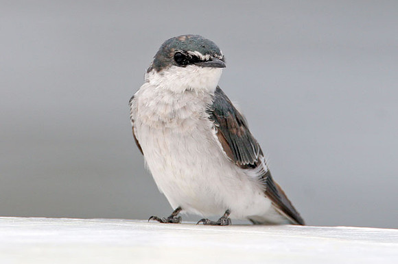 Mangrove Swallow (Tachycineta albilinea)