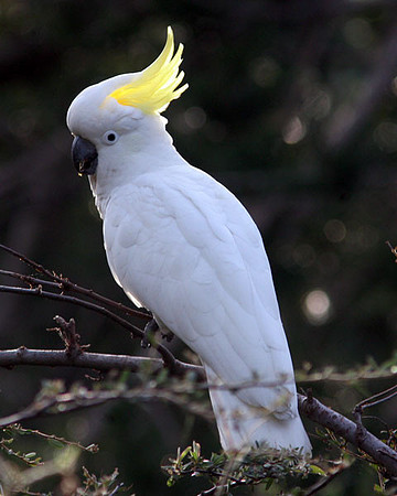 Sulphur-crested Cockatoo (Cacatua galerita)