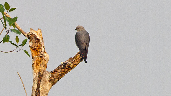 Plumbeous Kite (Ictinia plumbea)