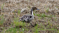 Northern Pintail (Anas acuta) male