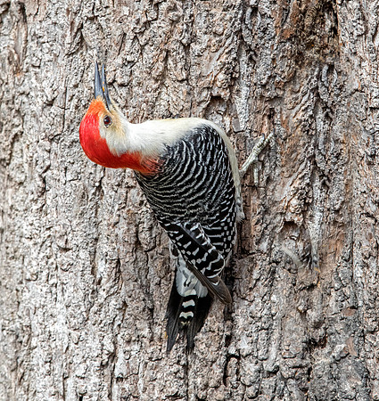 Red-bellied woodpecker (Melanerpes carolinus) Male