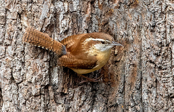Carolina wren (Thryothorus ludovicianus)