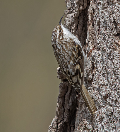 Brown creeper (Certhia americana)