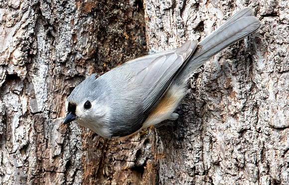 Tufted titmouse (Baeolophus bicolor)
