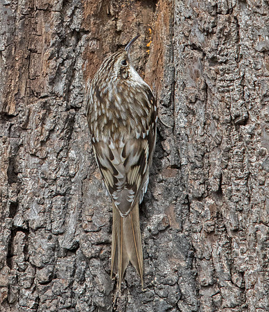 Brown creeper (Certhia americana)