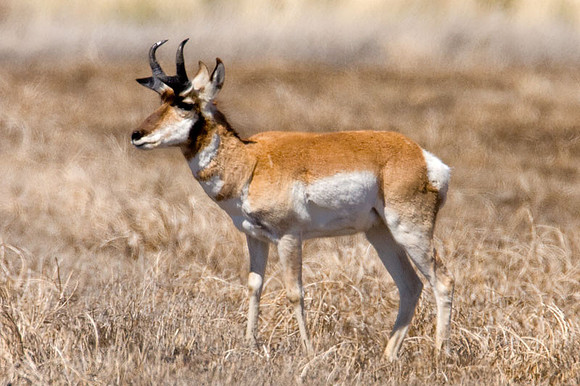 Pronghorn (Antilocapra americana)