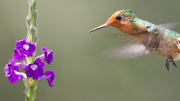 Rufous-Crested Coquette (Lophornis delattrei) - female