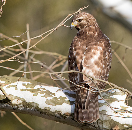 Red-shouldered hawk (Buteo lineatus)