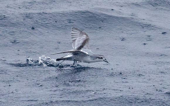 Fairy prion (Pachyptila turtur)