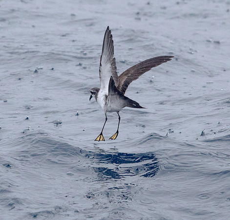 White-faced storm petrel (Pelagodroma marina)
