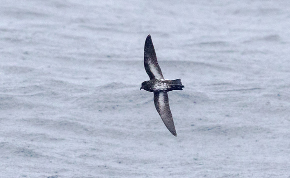 New Zealand storm petrel (Fregetta maoriana)