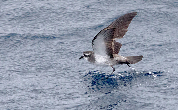 White-faced storm petrel (Pelagodroma marina)