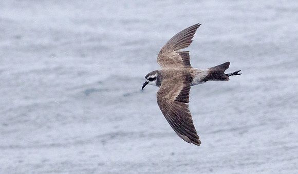 White-faced storm petrel (Pelagodroma marina)