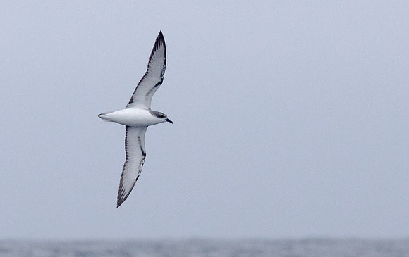 Cook's petrel (Pterodroma cookii)