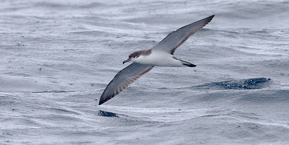 Buller's shearwater (Ardenna bulleri)
