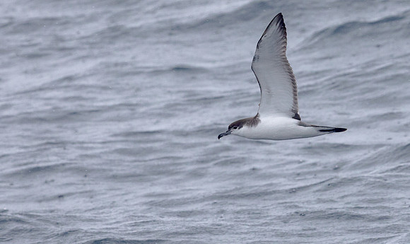 Buller's shearwater (Ardenna bulleri)