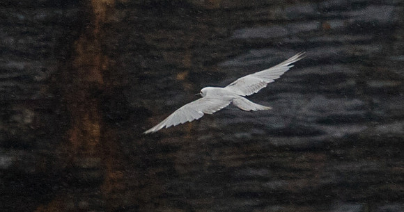 Grey noddy (Procelsterna albivitta)