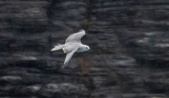 Grey noddy (Procelsterna albivitta)