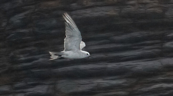 Grey noddy (Procelsterna albivitta)