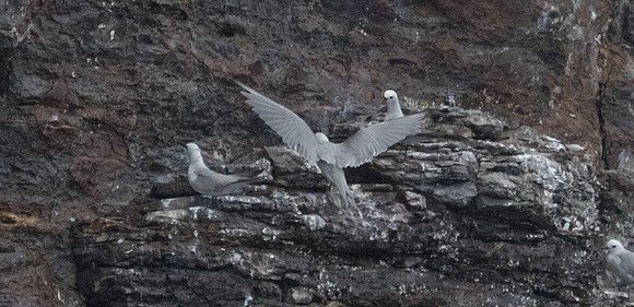 Grey noddy (Procelsterna albivitta)