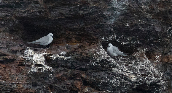 Grey noddy (Procelsterna albivitta)