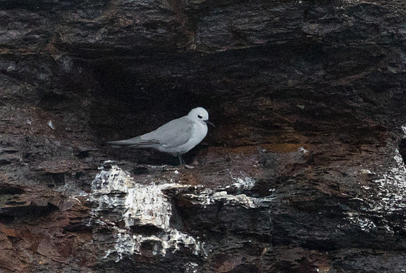 Grey noddy (Procelsterna albivitta)
