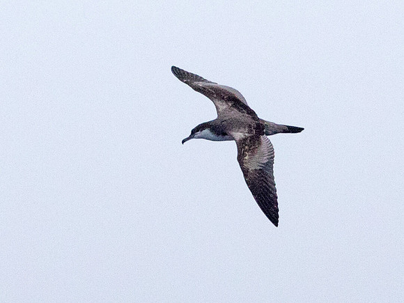 Fluttering shearwater (Puffinus gavia)