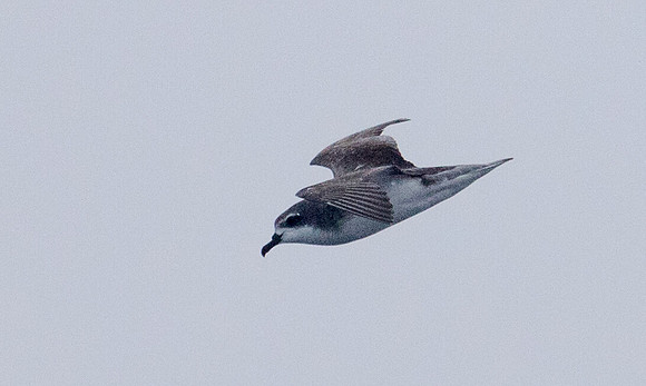Cook's petrel (Pterodroma cookii)