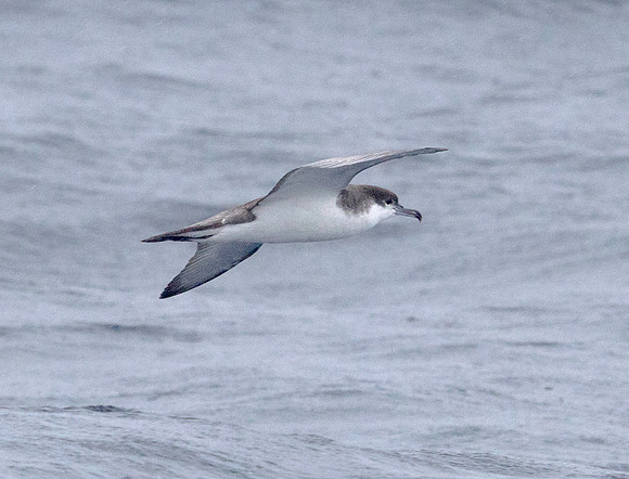 Buller's shearwater (Ardenna bulleri)
