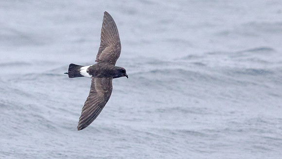 New Zealand storm petrel (Fregetta maoriana)