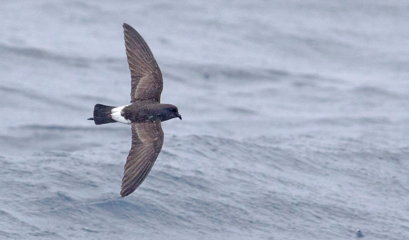 New Zealand storm petrel (Fregetta maoriana)