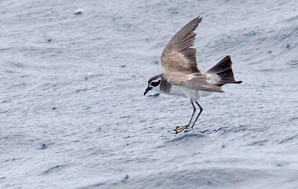 White-faced storm petrel (Pelagodroma marina)
