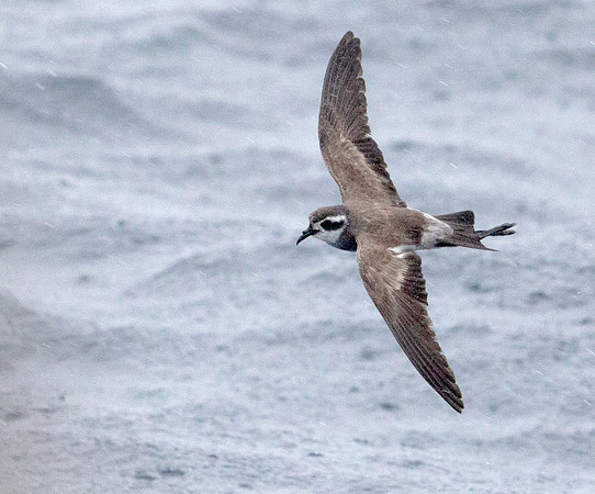 White-faced storm petrel (Pelagodroma marina)