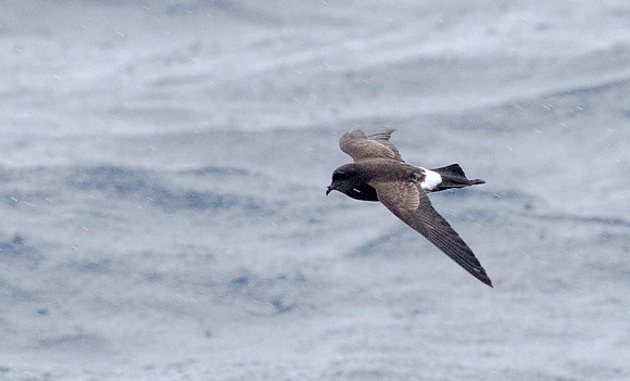 New Zealand storm petrel (Fregetta maoriana)